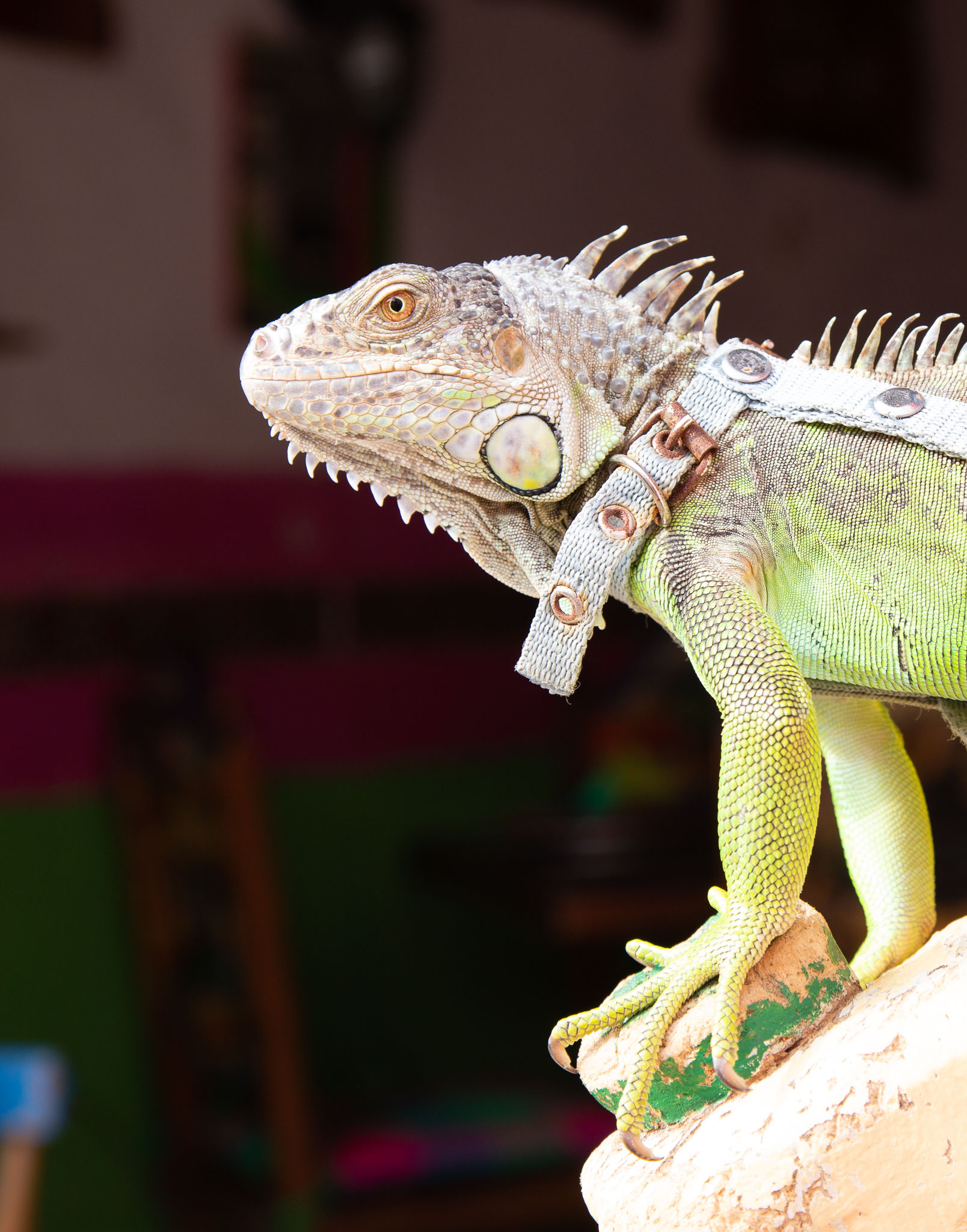 Campeche2019-179.jpg