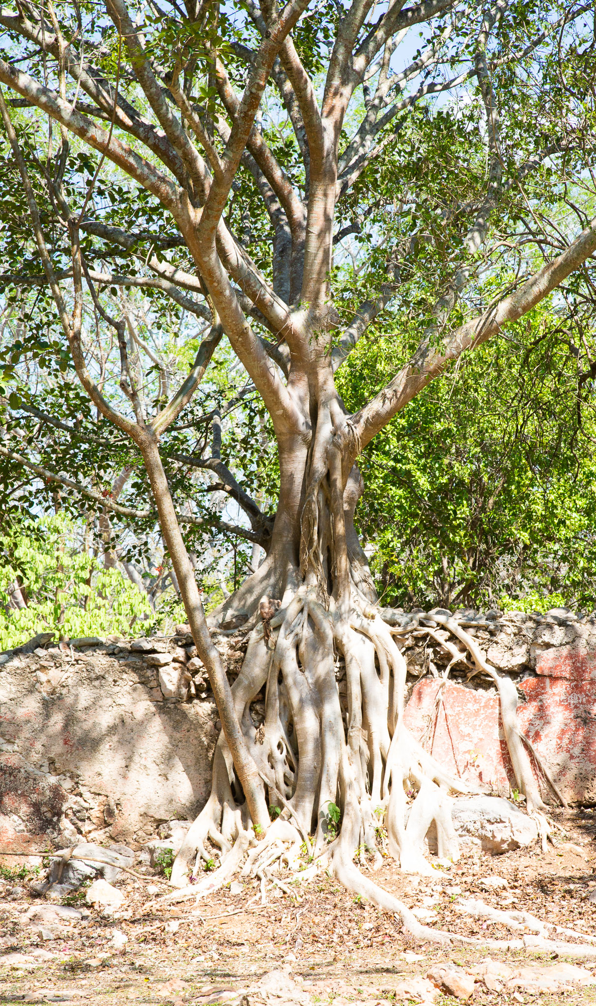 Merida2019-241.jpg