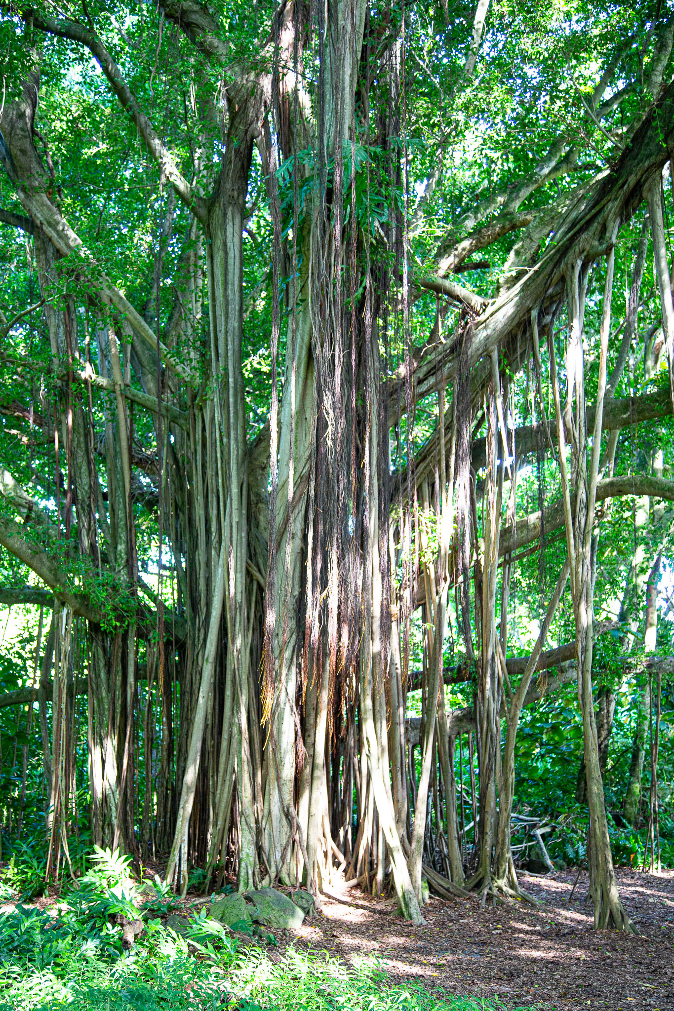 Hawaii2019-235.jpg