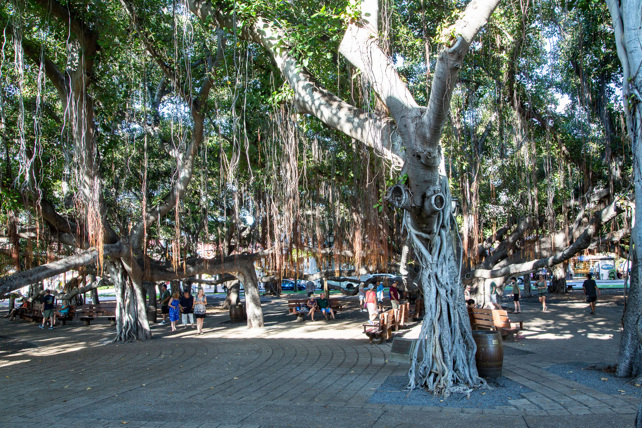 Hawaii2019-385.jpg