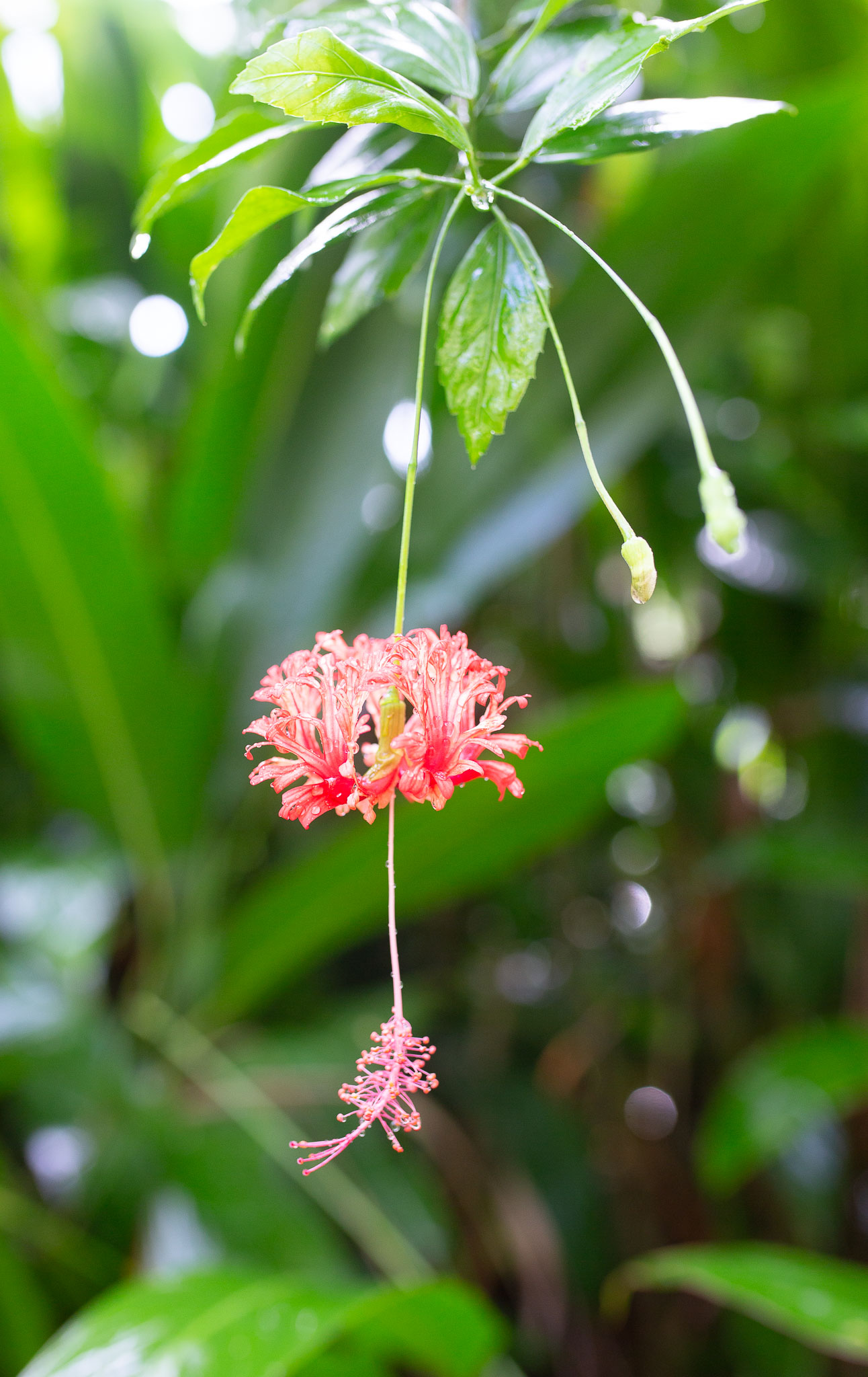 Hawaii2019-96.jpg