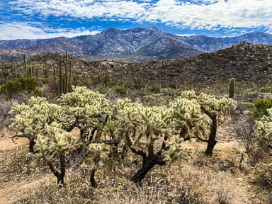 IMG_4851.jpg