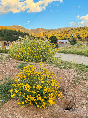 IMG_1237.jpg