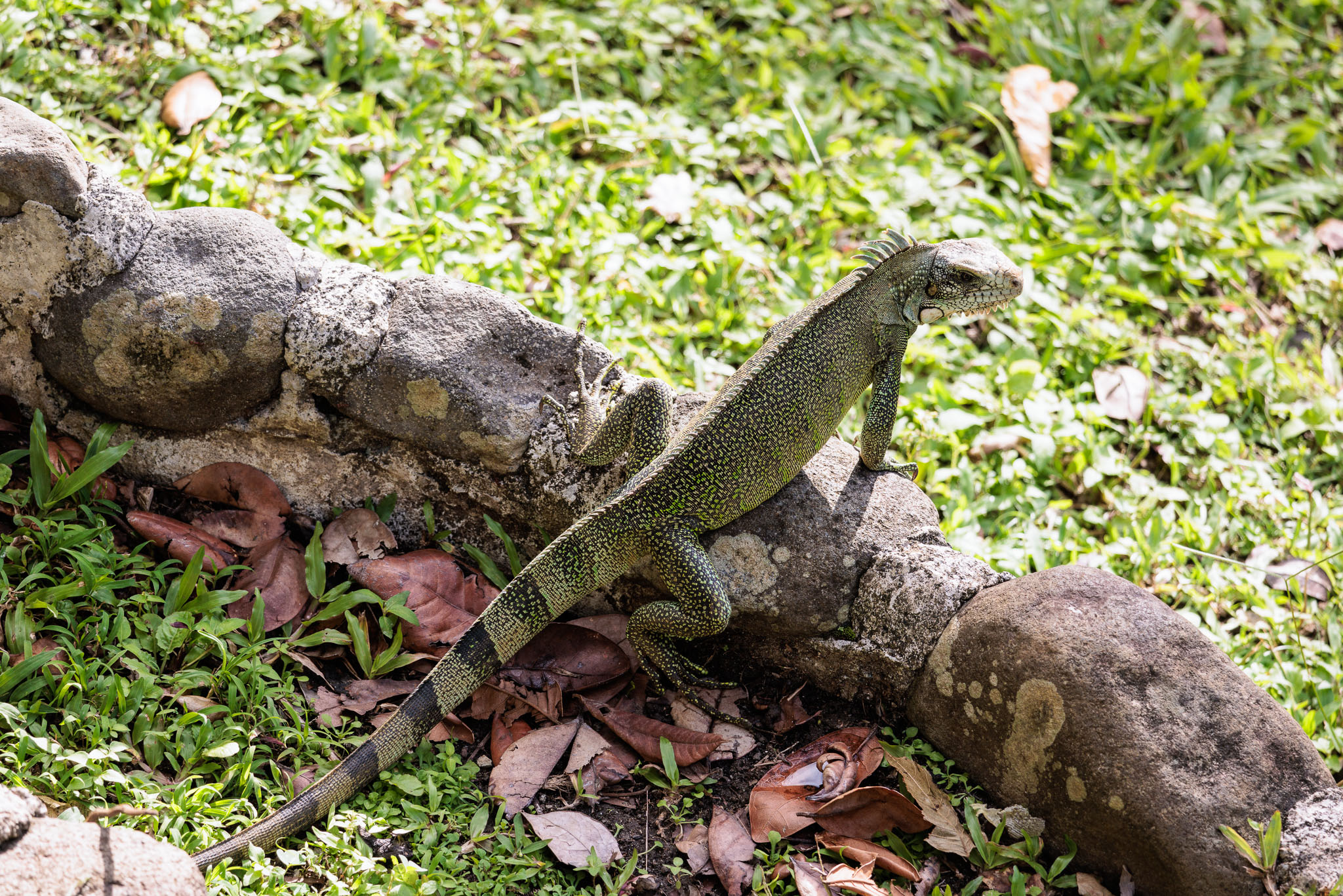 Guadeloupe2022-0114-113.jpg