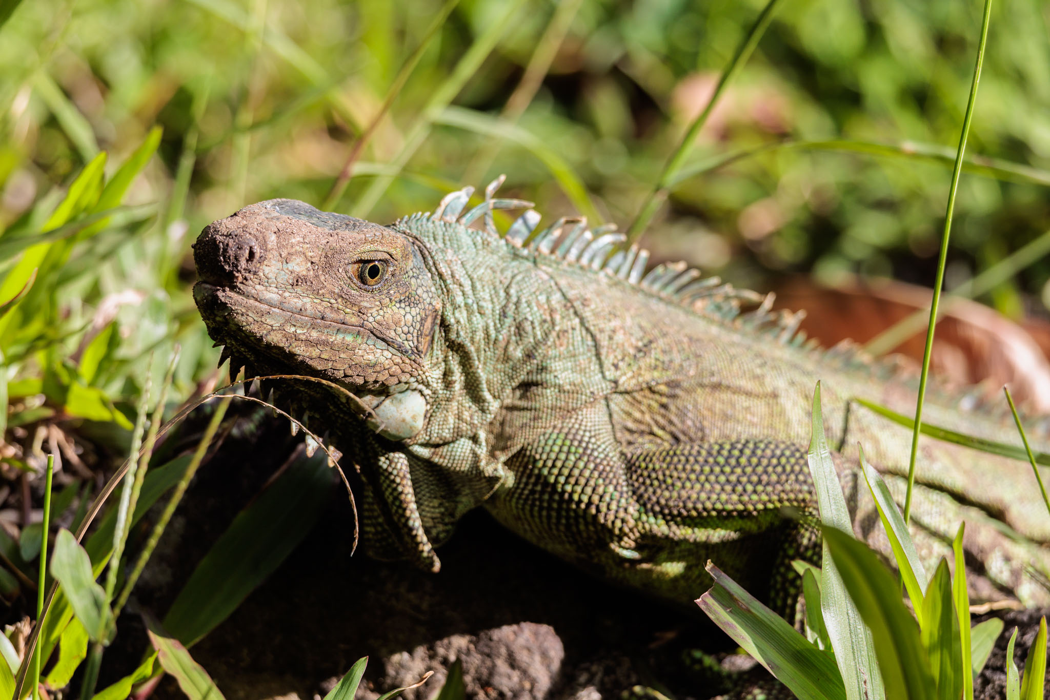 Guadeloupe2022-0114-64.jpg