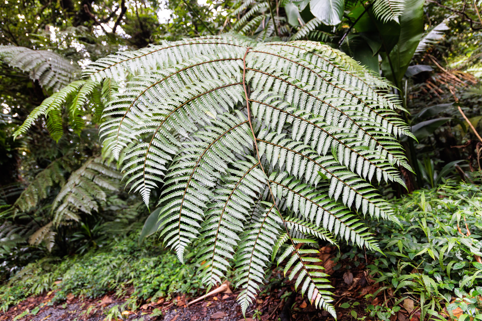 Guadeloupe2022-0114-71.jpg