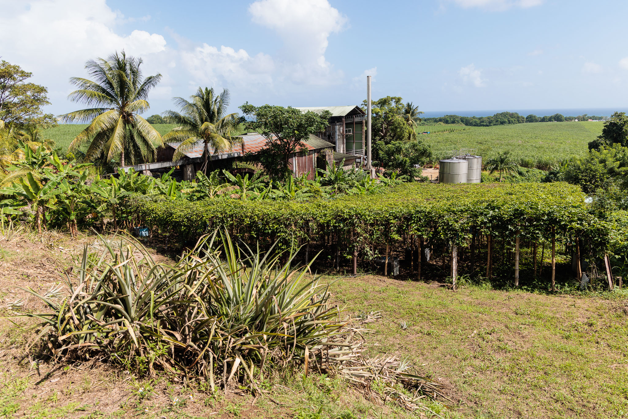 Guadeloupe2022-0114-77.jpg