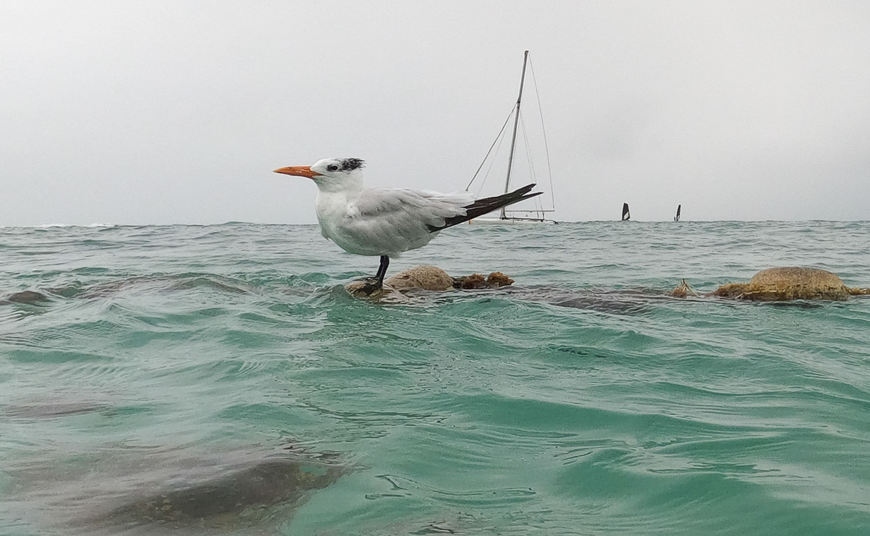 Guadeloupe2022-0183-100.jpg