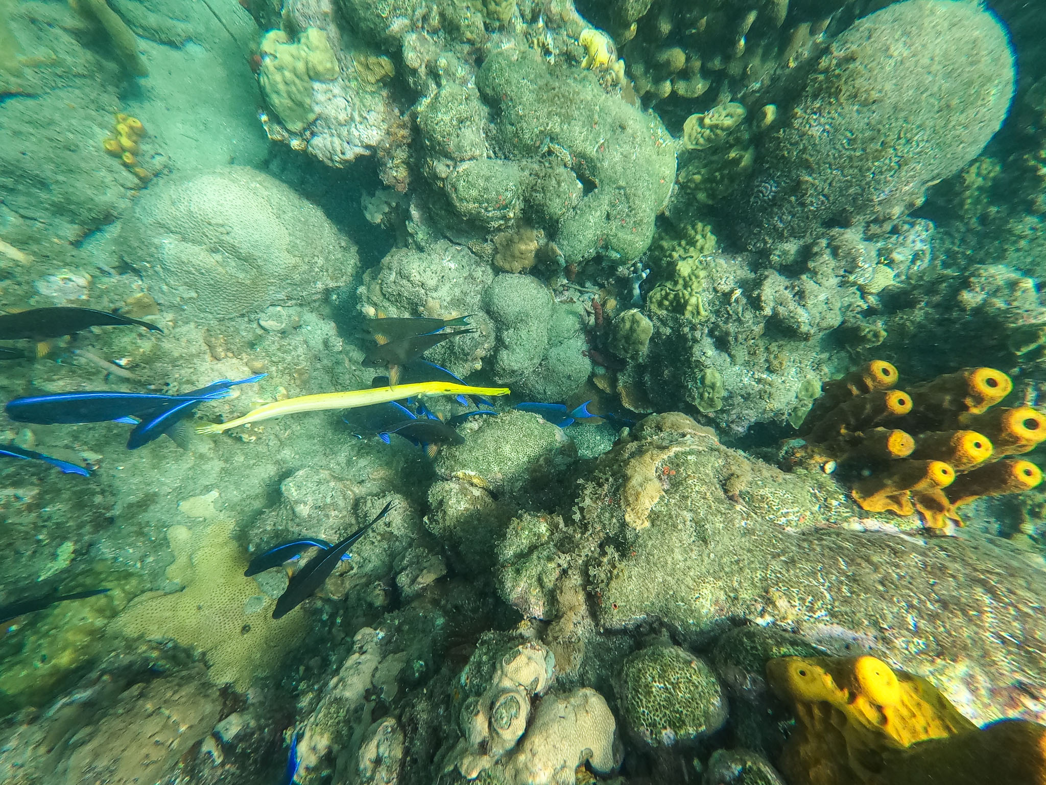 Guadeloupe2022-0183-11.jpg