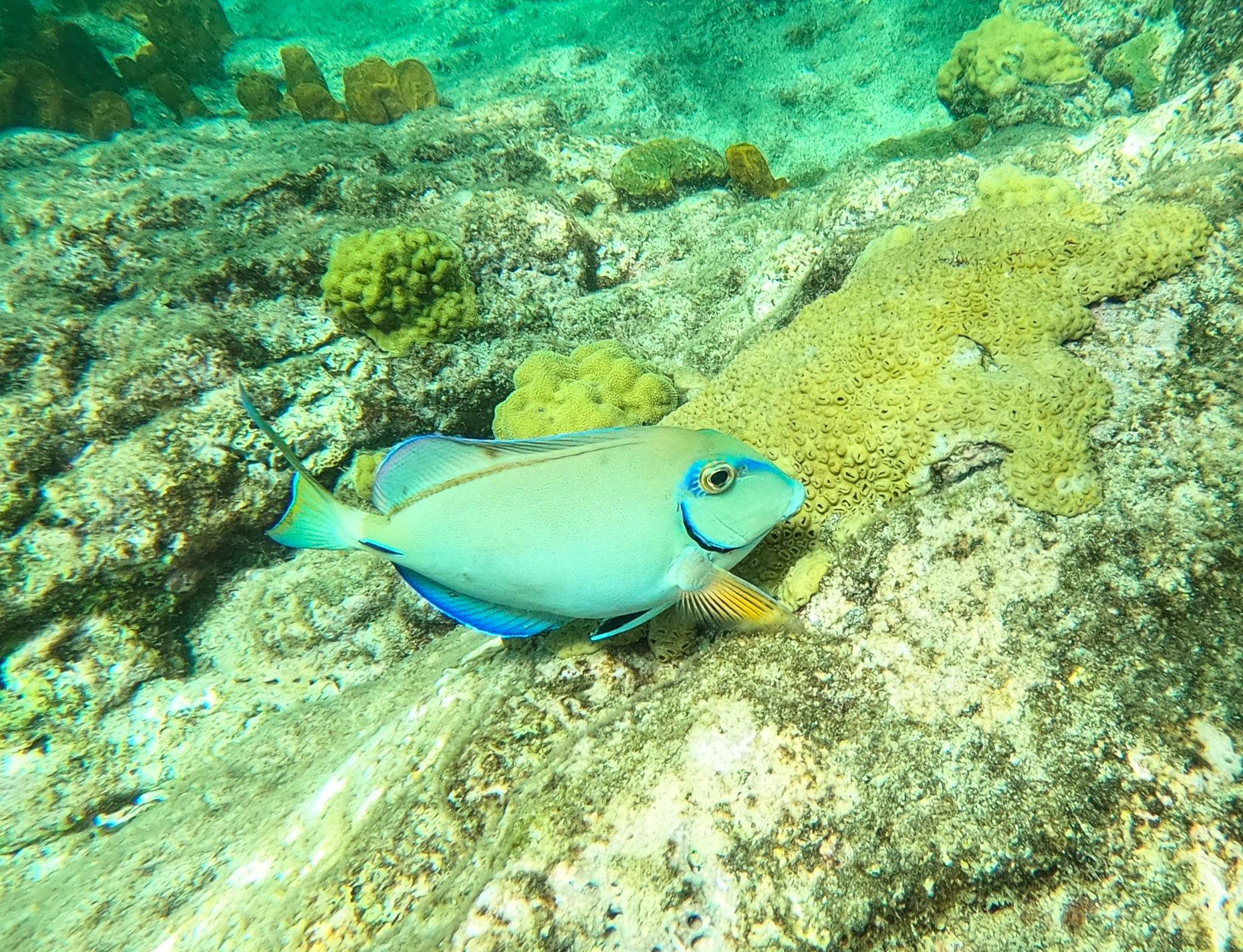 Guadeloupe2022-0183-137.jpg