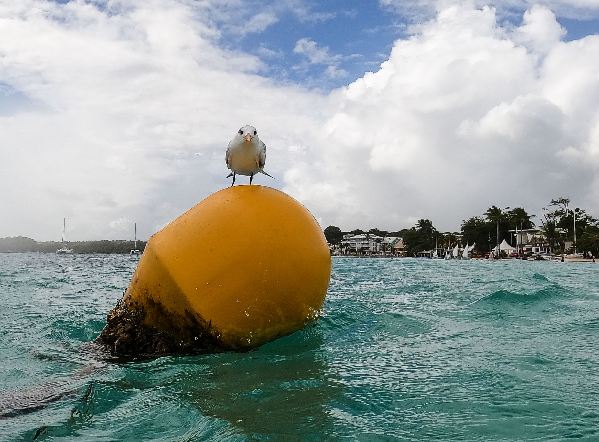 Guadeloupe2022-0183-25.jpg