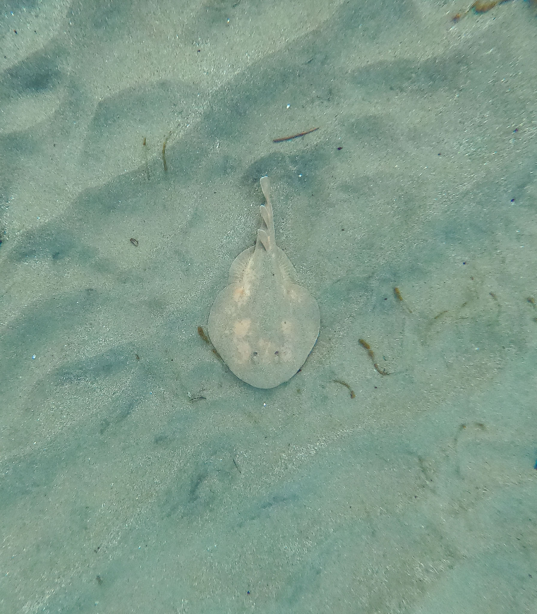 Guadeloupe2022-0183-42.jpg