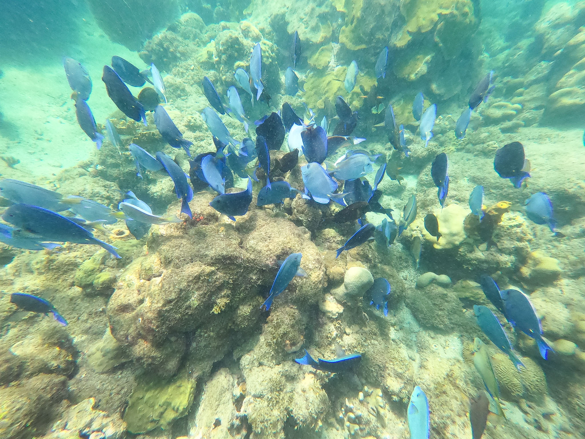 Guadeloupe2022-0183-49.jpg