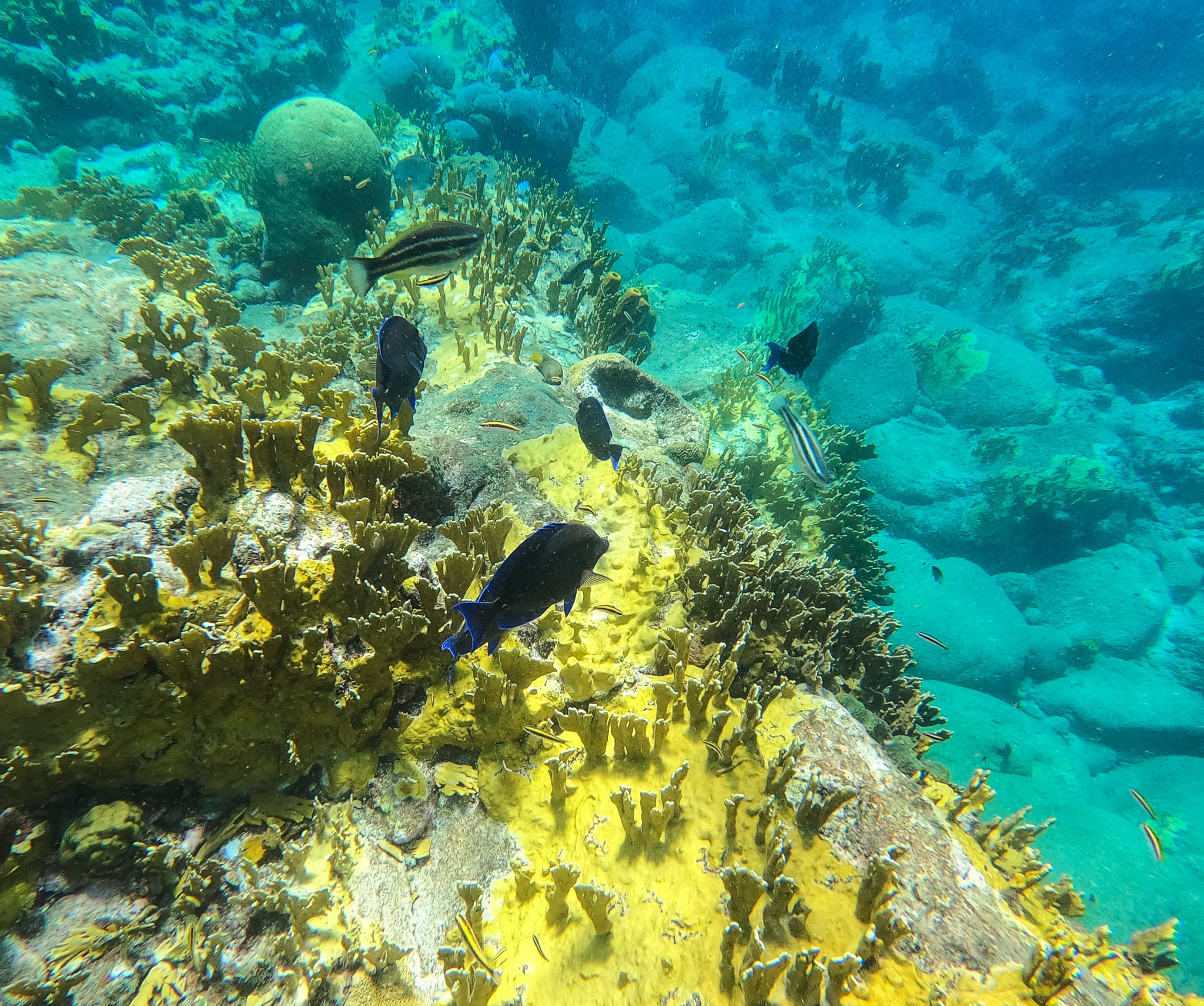Guadeloupe2022-0183-66.jpg