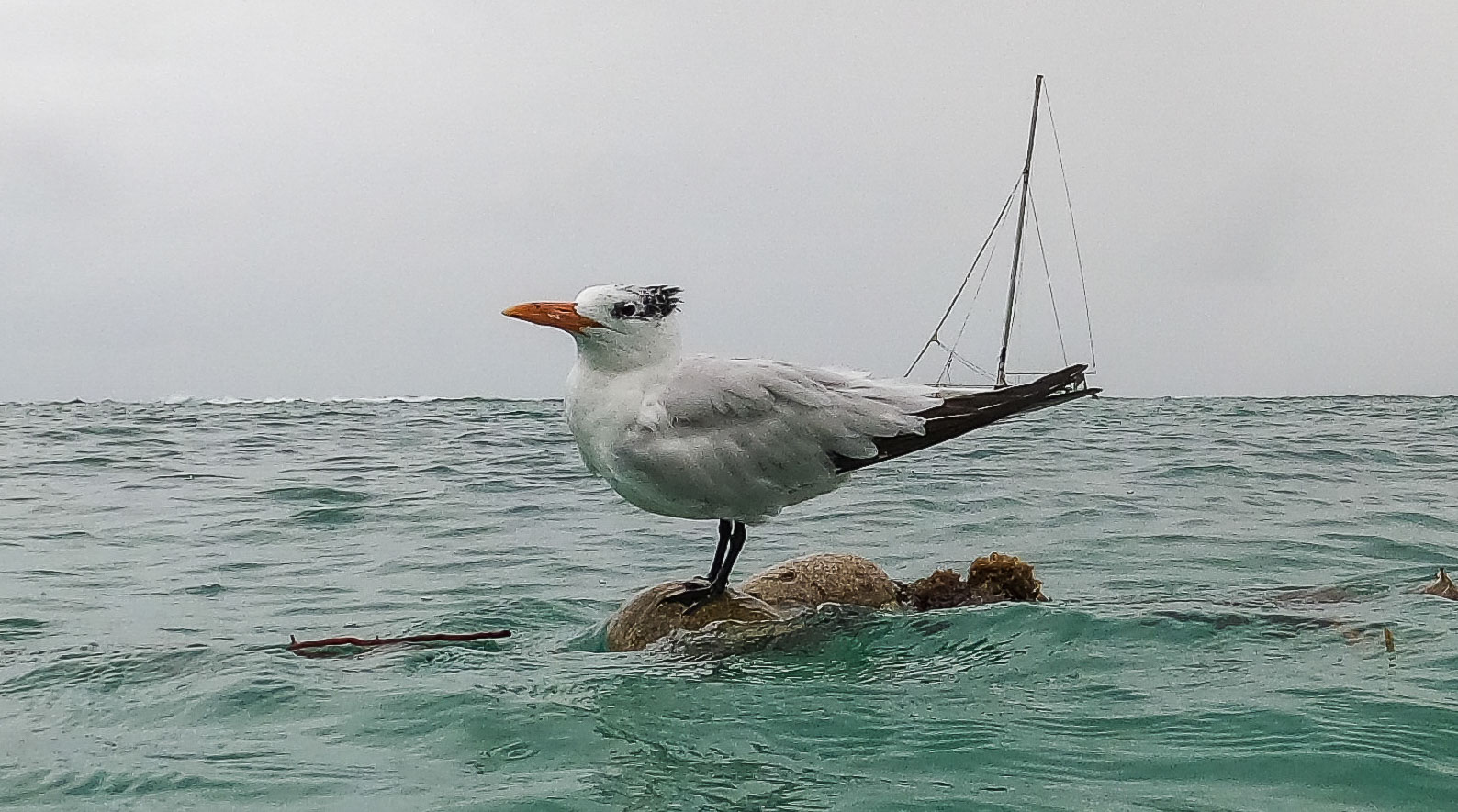 Guadeloupe2022-0183-67.jpg