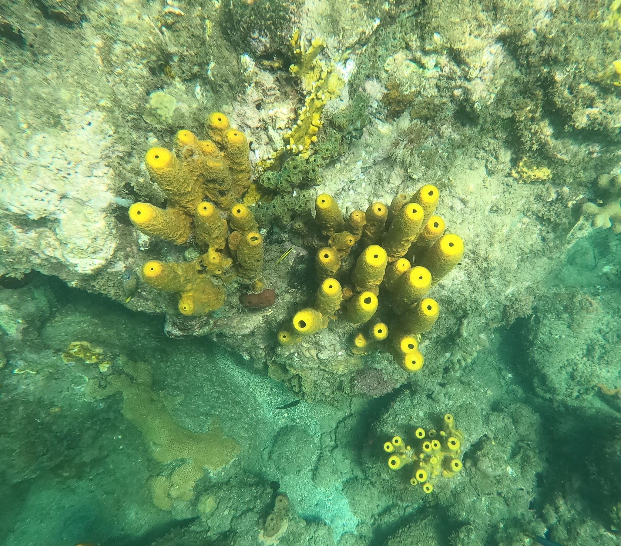 Guadeloupe2022-0183-69.jpg