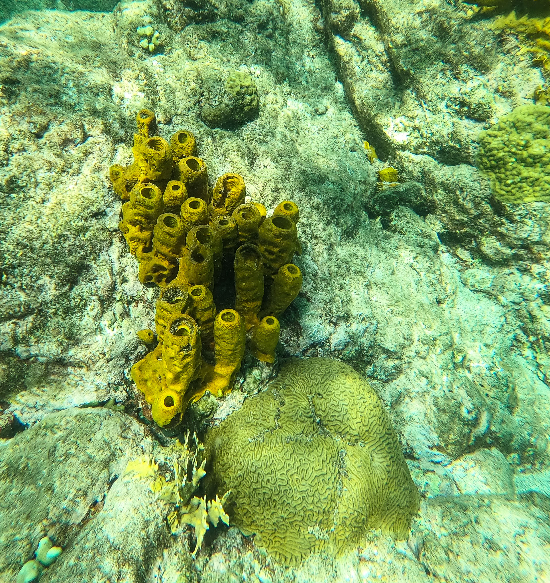 Guadeloupe2022-0183-86.jpg