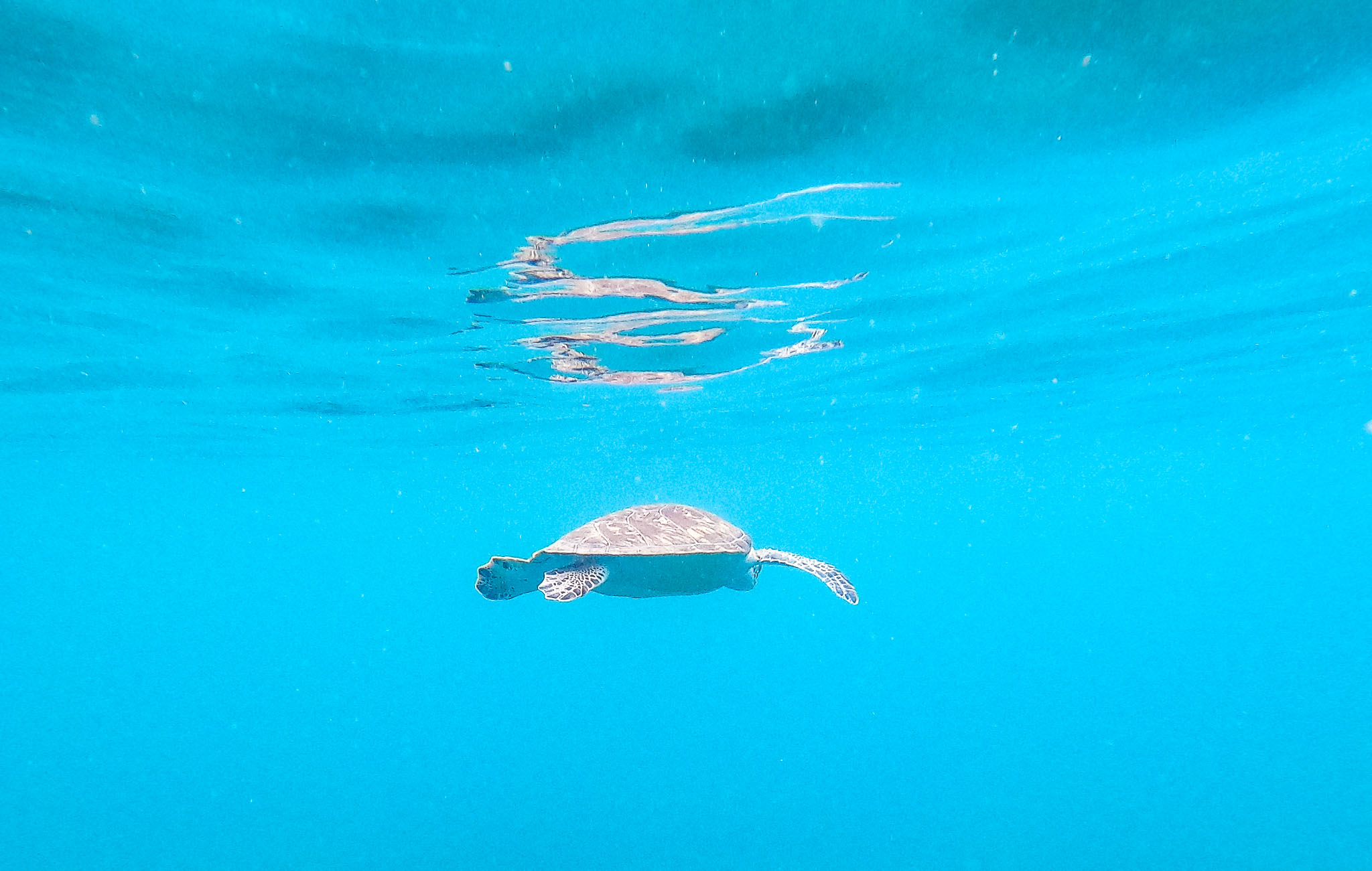 Guadeloupe2022-0183-94.jpg