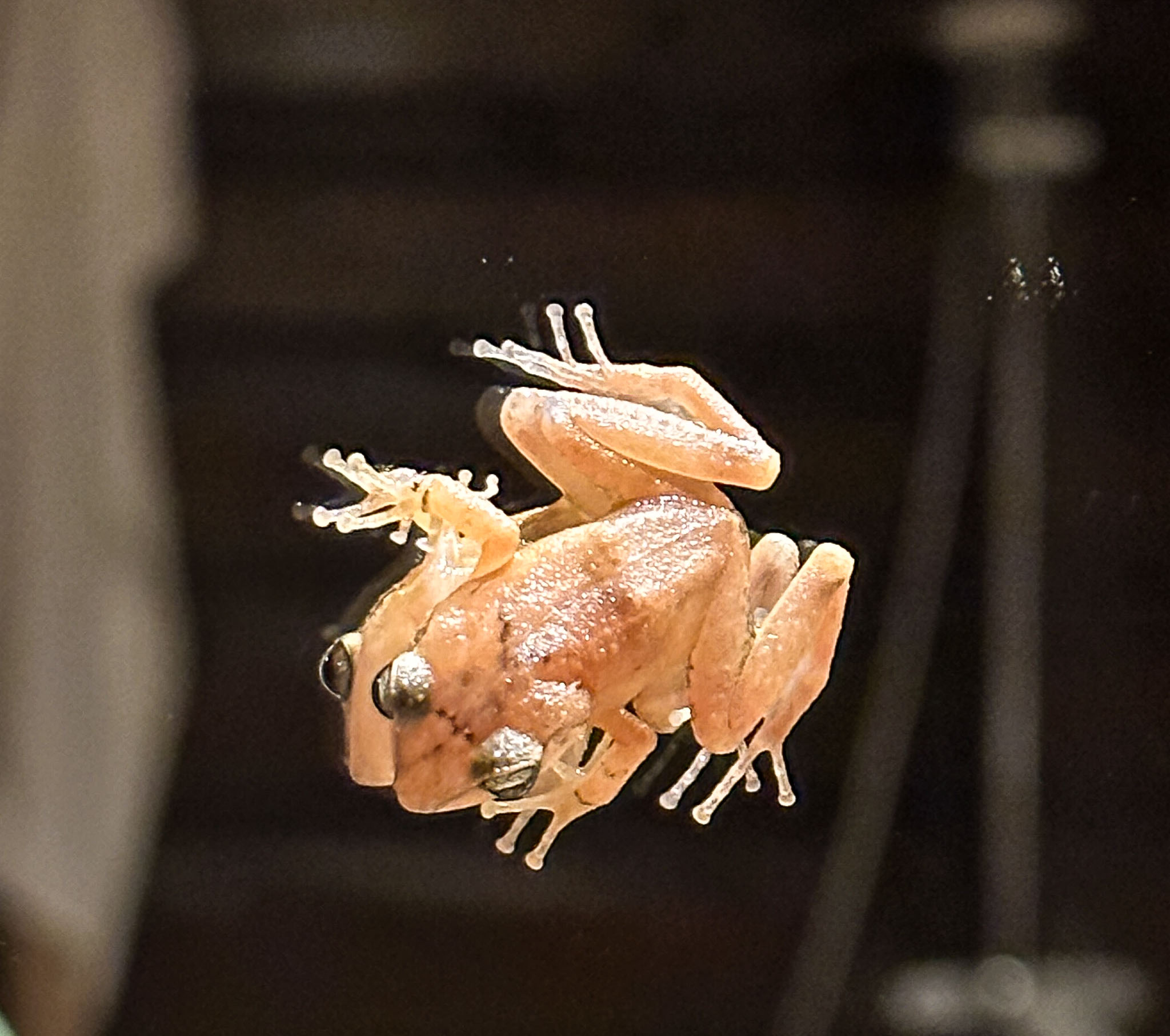 IMG_5599.jpg