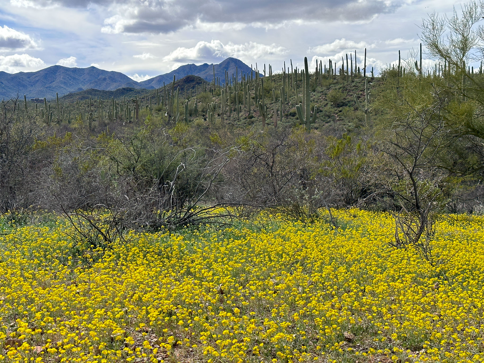 IMG_6586.jpg