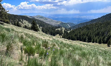 New Mexico