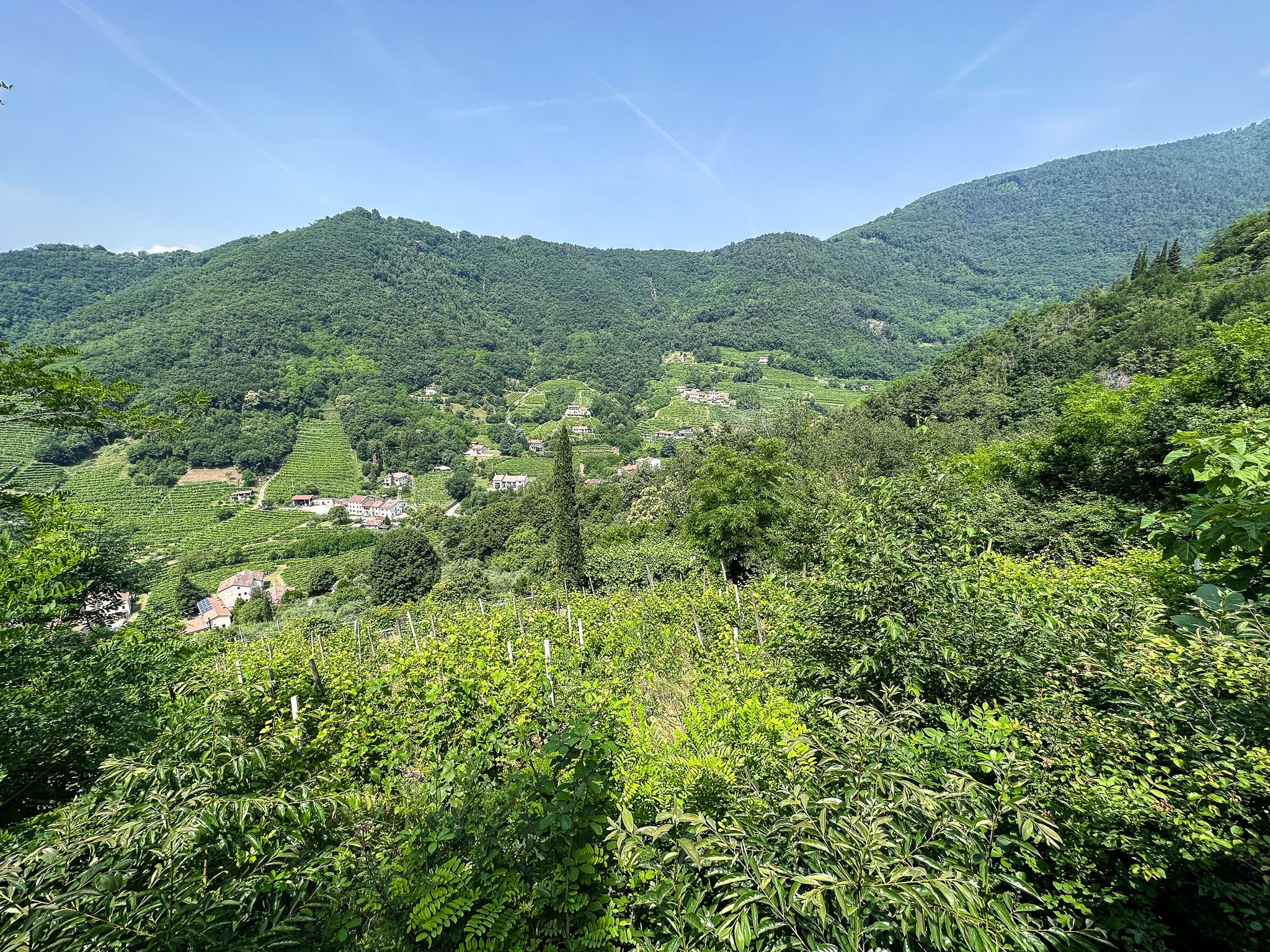 IMG_7824.jpg