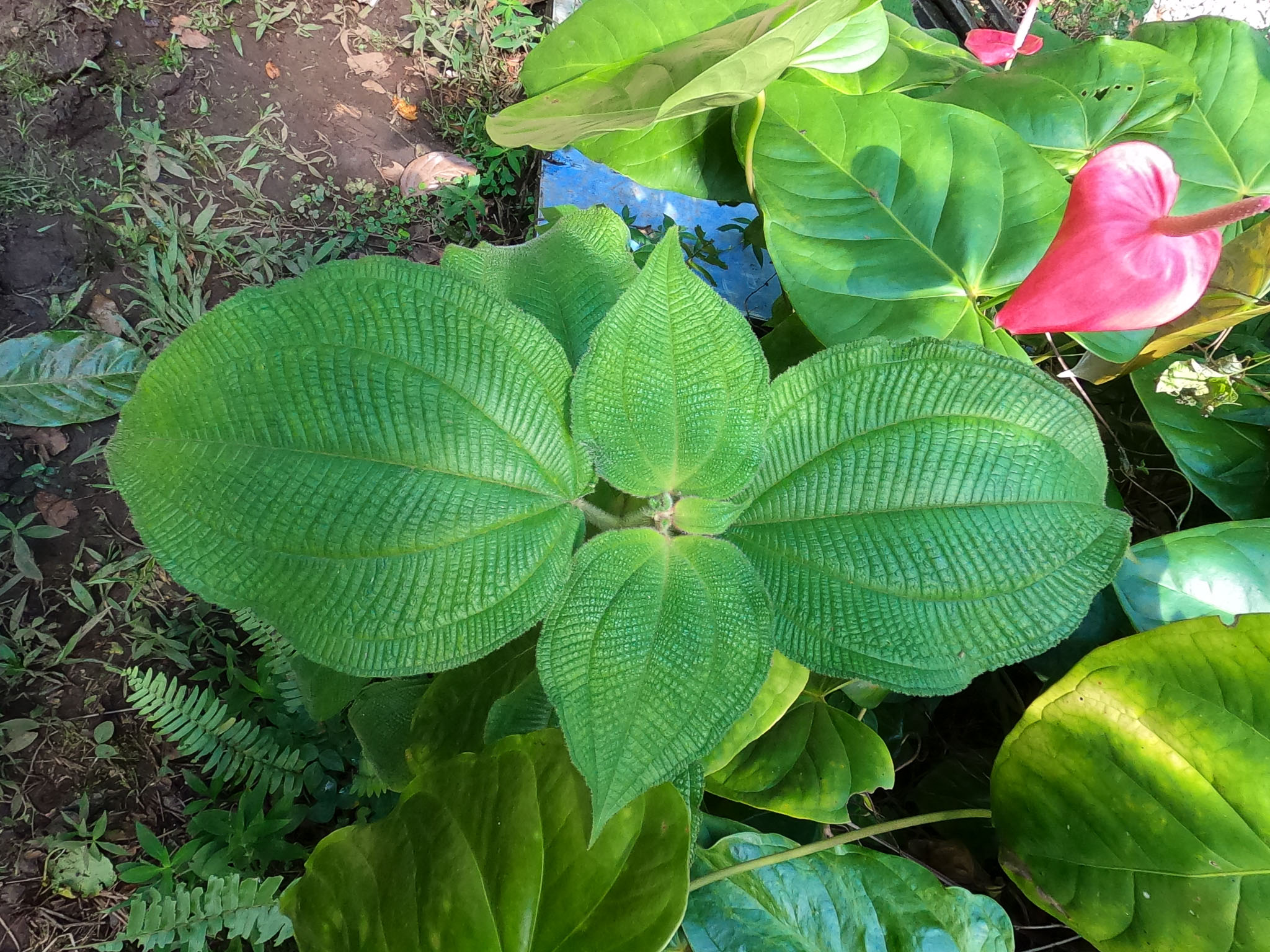 GOPR0870.jpg