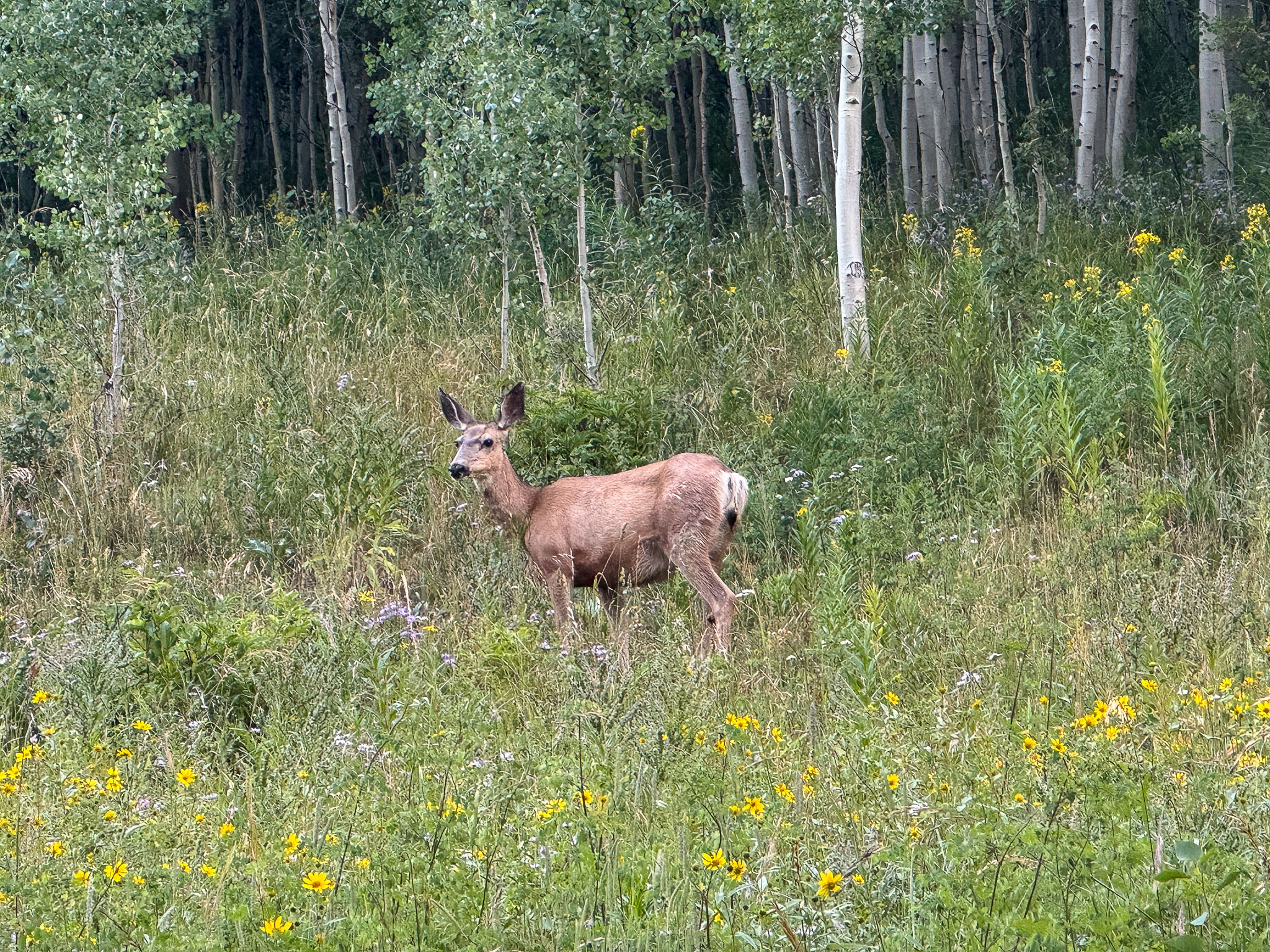 IMG_9350.jpg
