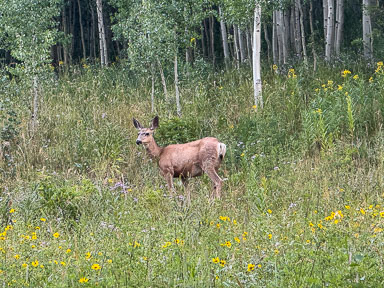 IMG_9350.jpg