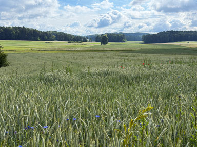 IMG_3075.jpg