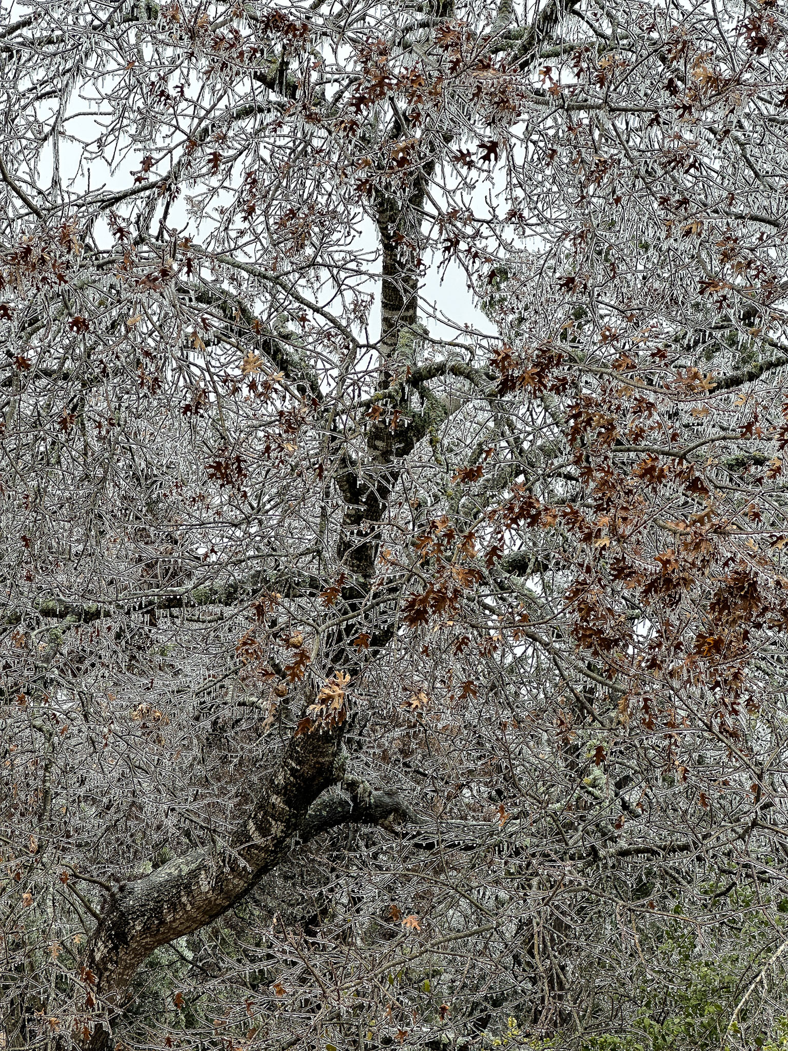 IMG_6382.jpg